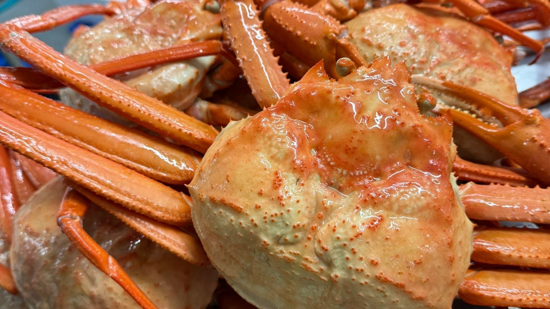 【出雲市】もうすぐシーズン終了！老舗鮮魚店「勝部屋」で極上カニの食べ納めを🦀