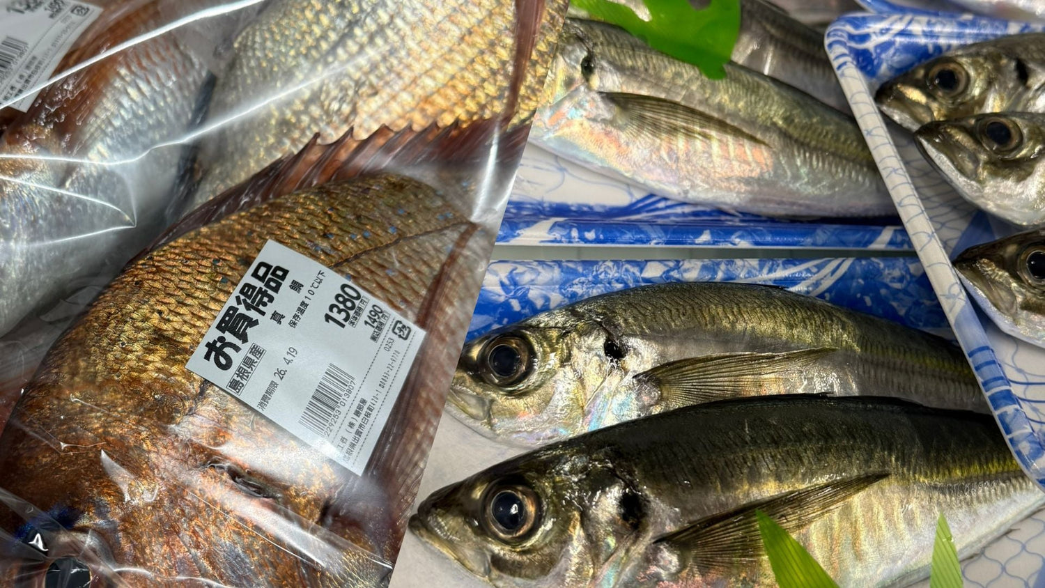 【4月限定】春の山陰が誇る"旬の魚"、今だけの味をあなたの食卓へ