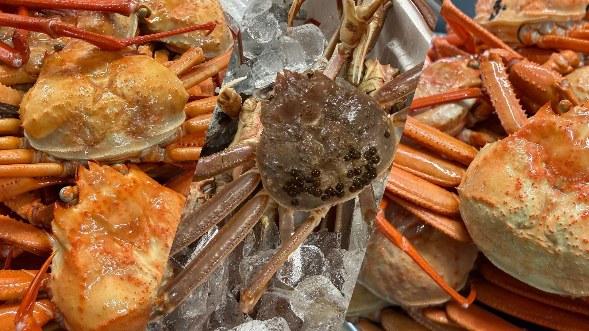 【出雲の晩ごはん】今夜は極上のカニ鍋！鮮魚店が選ぶ松葉ガニ・紅ズワイガニで決まり