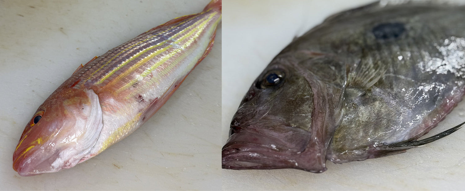 出雲の秋の魚｜旬の味覚は9月から解禁！