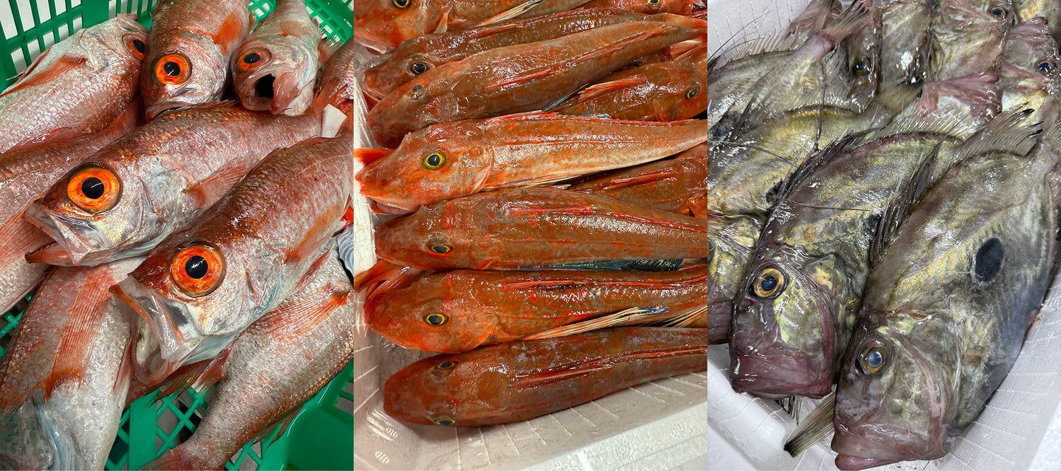 【秋の魚が美味しい季節】― 脂がのった旬の魚を味わうなら今 ―