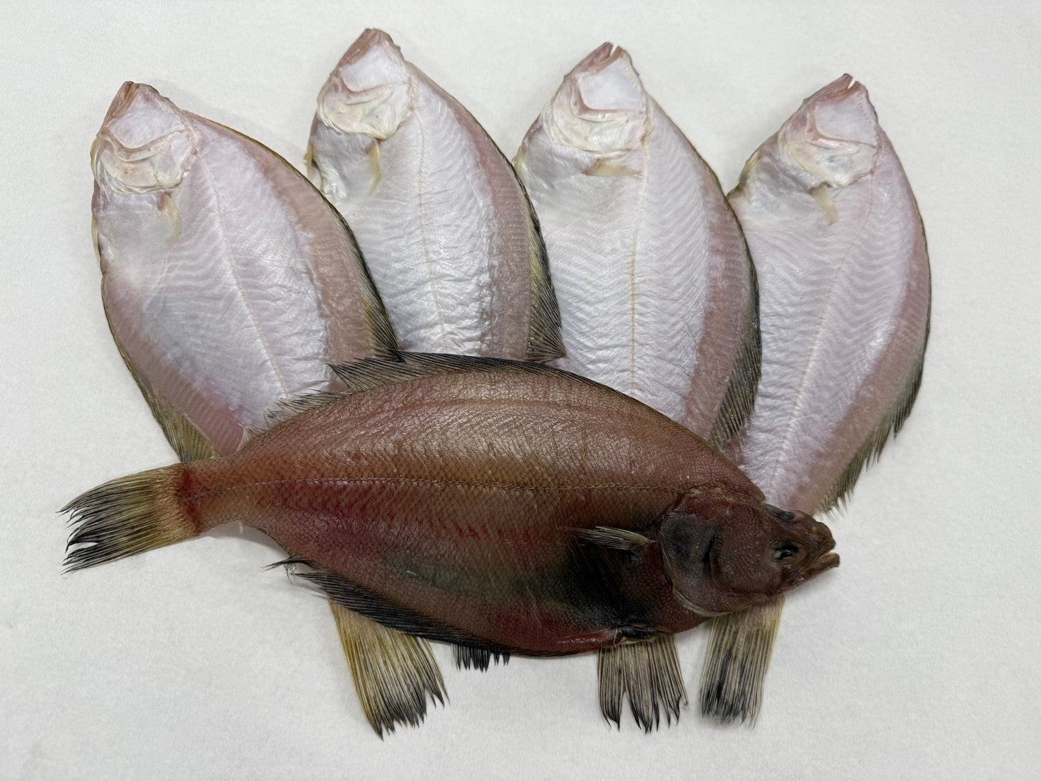 秋のおつまみ特集｜出雲の鮮魚で味わう極上の晩酌